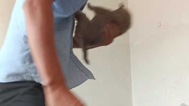 小旺柴