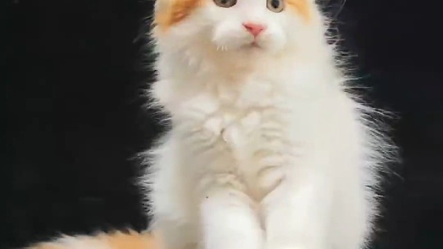 三花缅因猫