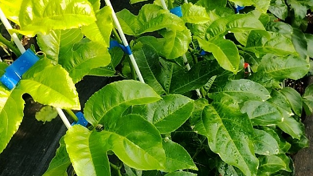 百香果大杯苗