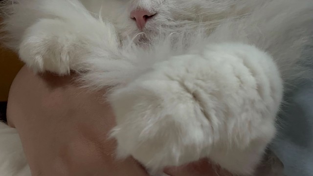 既许一猫以偏爱