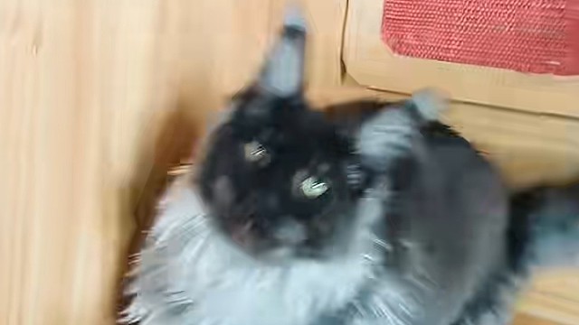 烟灰色弟弟