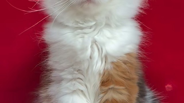缅因三花猫