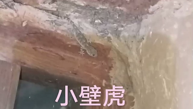 小壁虎