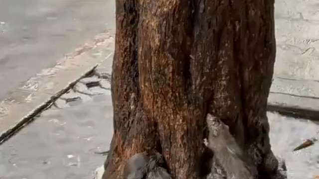 可怜的小动物