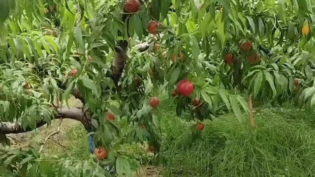 砀山油桃
