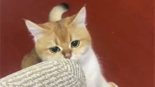 还给我白眼 送她上班