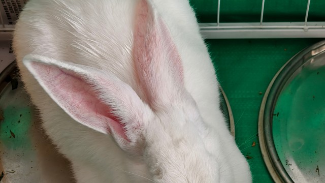 近照