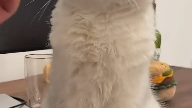 猫猫很可爱呀