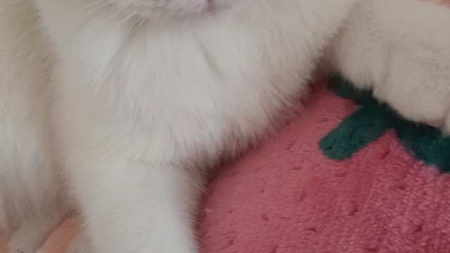 呆呆的