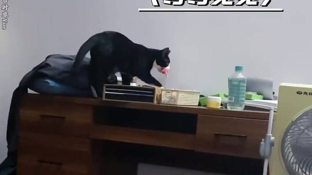 猫猫找到了丢了好久的玩具，兴奋的拿给主人看。 “猫：对对对！人你真的能听懂我说话！”#猫咪