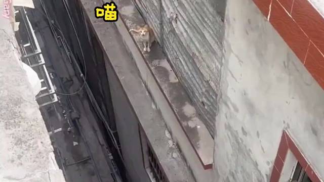 爱很简单 猫咪：什么？你有好吃的，快给我#猫咪 #猫咪的迷惑行为