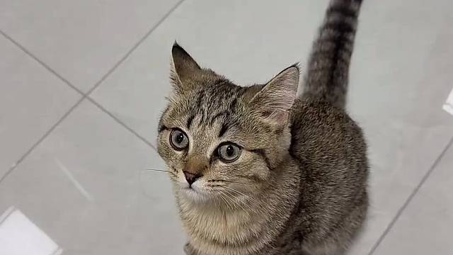 吸引猫咪的声音 #小猫咪三分迷茫七分呆滞