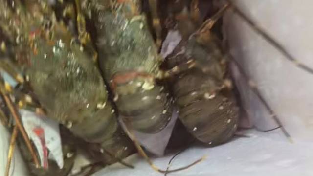 海鲜依旧随便吃
