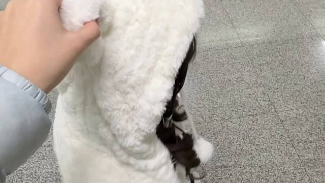 身高两米八
