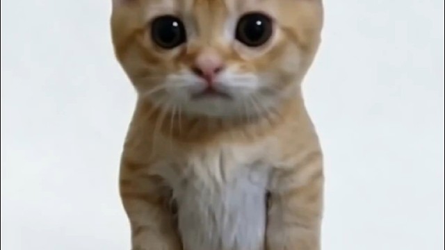 小猫咪唱歌