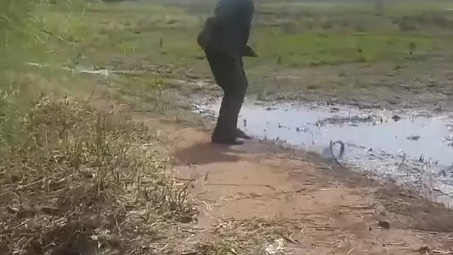 这条蛇很危险，攻击性强