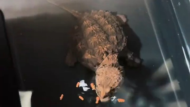 杂佛鳄龟，性格凶猛。