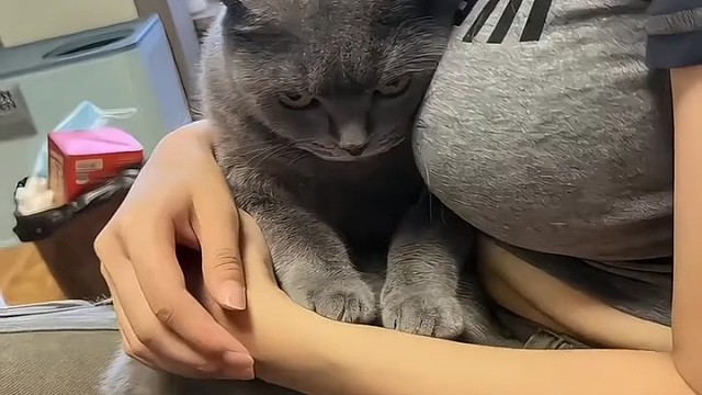 放开那只猫
