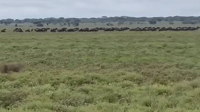 草原第一快猎豹精彩捕猎瞬间，最后却败给了一群狒狒！