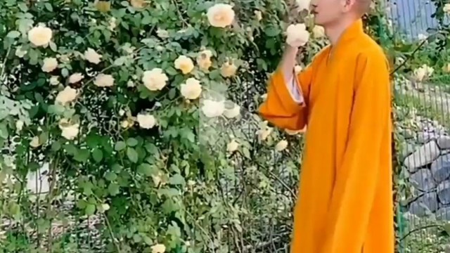 温州永嘉县普安寺释明心师父的寺院有好多漂亮的树