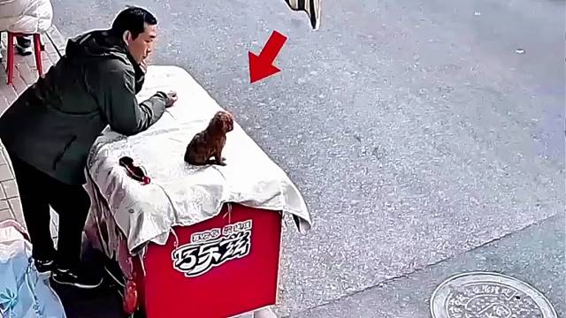 上辈子就是这样过来的，变成狗也忘不了讹人。