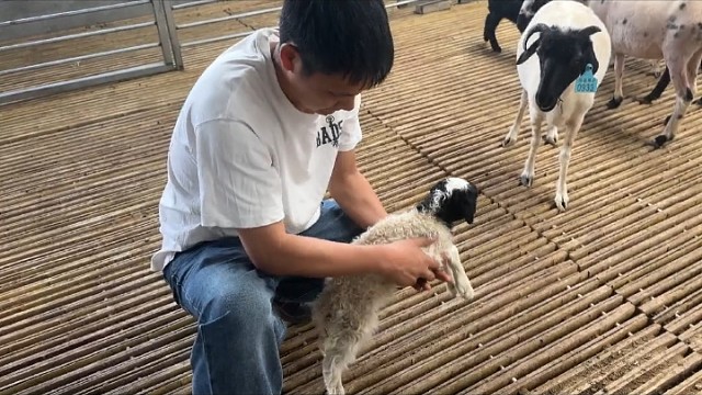 小羊拉稀了