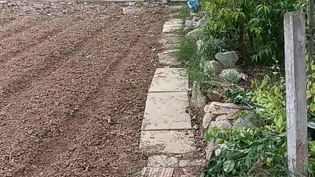 小强子老表