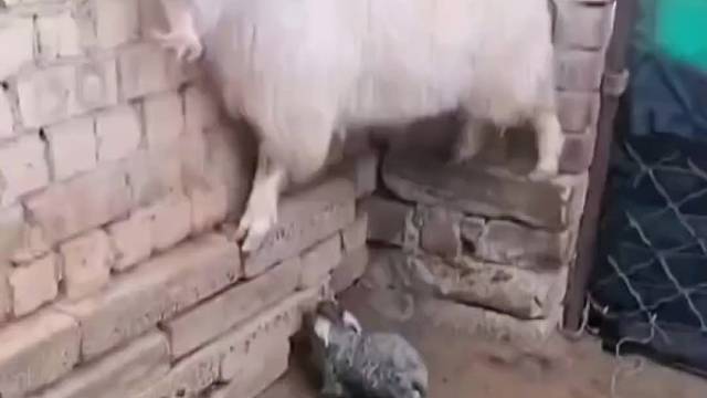 羊妈妈：这娃我是一天也不想带了。
#动物的迷惑行为 #艺术在抖音 #萌宠出道计划 #它自己不知道自己