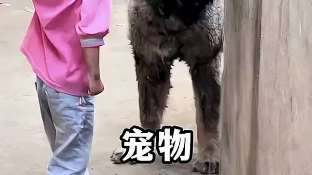 狗都嫌的年纪哈哈