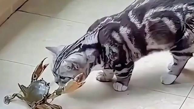 #宠物行为观察 猫的反应到底有多快