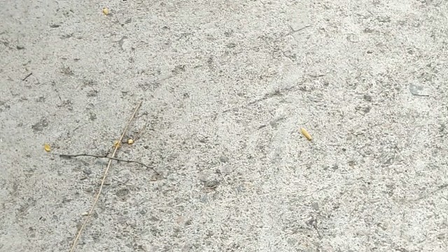 它也吃早餐。