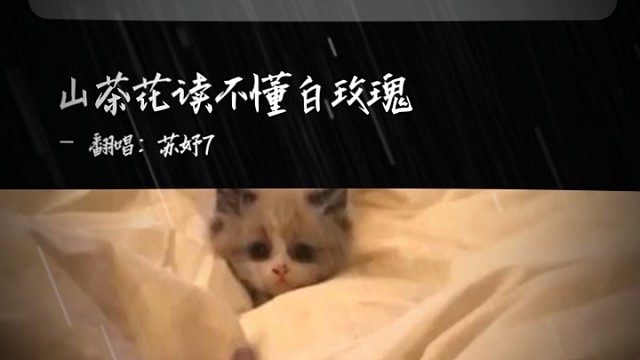 山茶花读不懂白玫瑰！