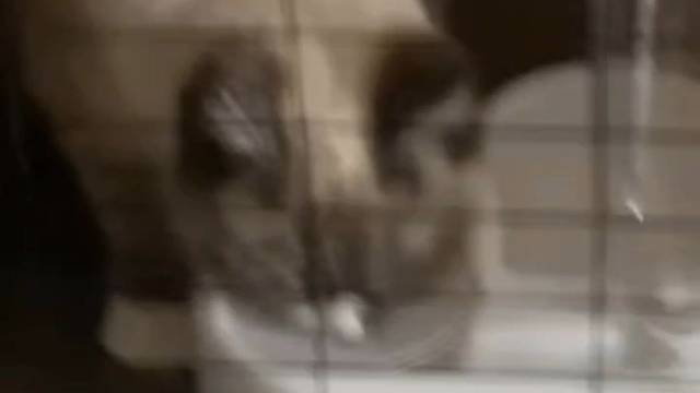 小宝石饿了