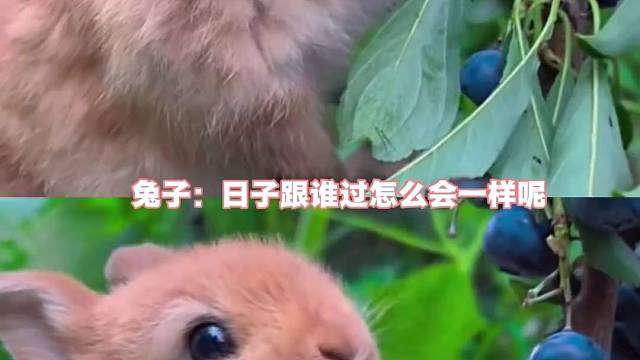 这只兔子过上了我梦想中的生活，日子怎么和谁过都一样.