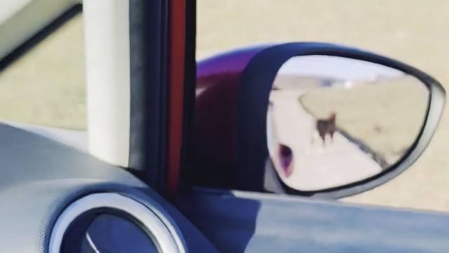 狗