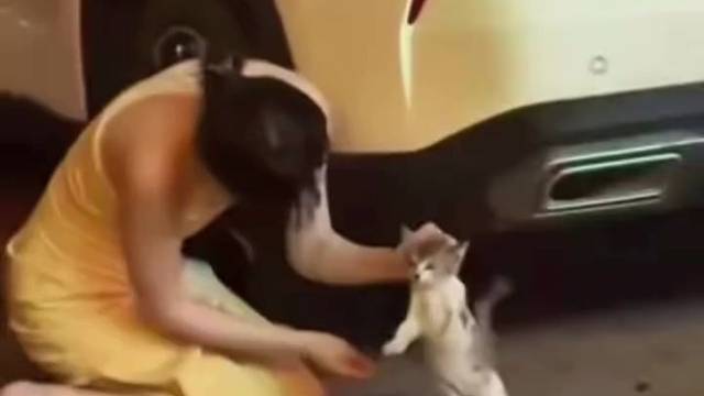 “流浪猫的花语是手慢无”