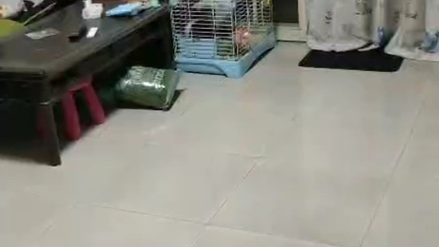 兔子