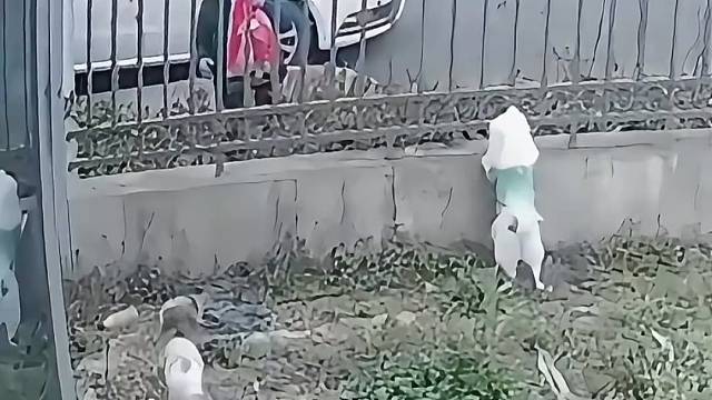 大姨忍痛给狗狗寻了一户好人家，悄悄把它送进小院，往后好好享福吧