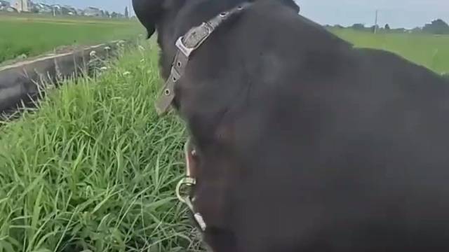 #狗狗 #萌物 #黑狗表情 #萌宠