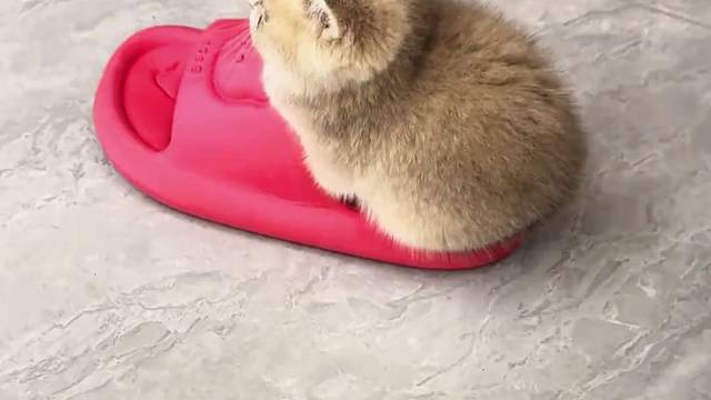 #猫咪 #猫咪的迷惑行为 #记录猫咪日常 #萌宠 #铲屎官日记