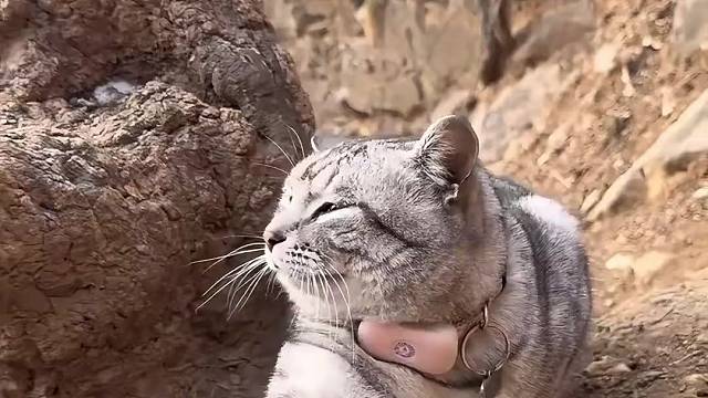 绝望坡的小猫，无限重置的归家路。