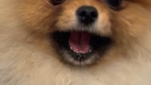 小东西长大了