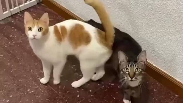 主人想看两只猫如何过这个围栏，结果各有各的方式，狸花：有门不走，爬什么墙啊