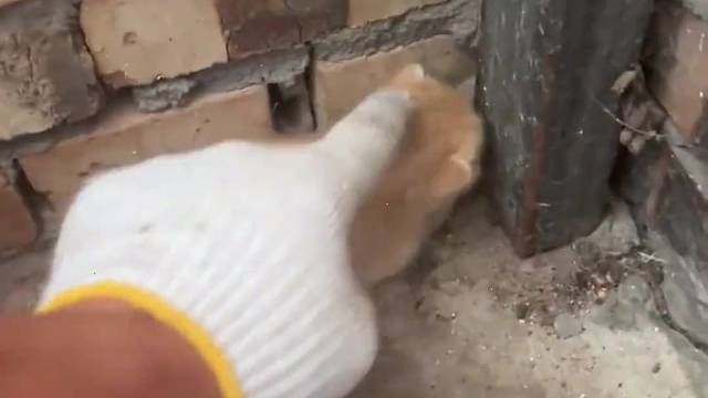 #猫咪 #记录猫咪日常 #萌宠 #铲屎官日记 #我镜头下的小猫