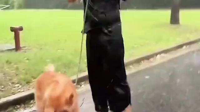 狗:今天这狗非遛不可吗？#狗狗 #倒霉蛋