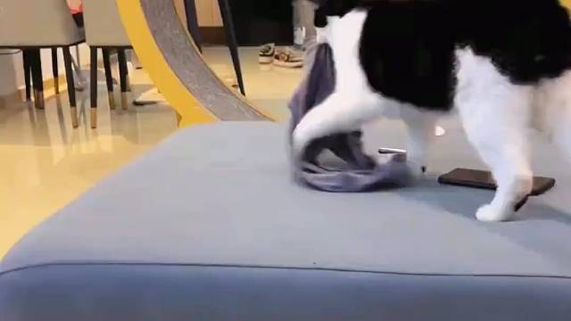 奶牛猫就是神经病！ #猫