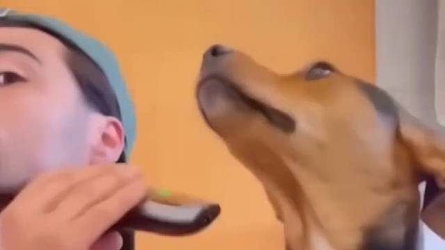 狗子成精了 人类的好朋友