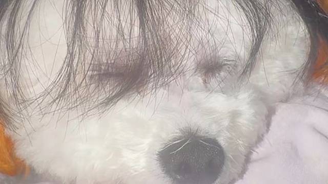 狗狗