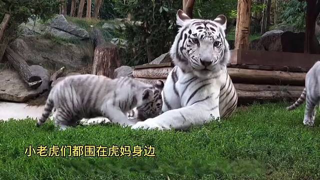 和虎妈一比 虎爸稍显埋汰……#小老虎 #
