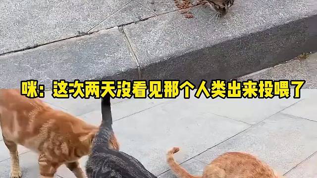 黑猫探路狸花猫压阵，猫咪组团上门探望 #猫猫 #暖心 #流浪猫